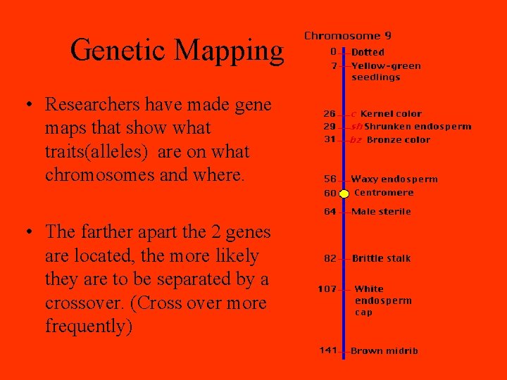 Genetic Mapping • Researchers have made gene maps that show what traits(alleles) are on