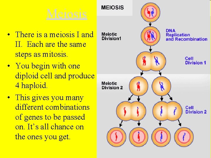 Meiosis • There is a meiosis I and II. Each are the same steps