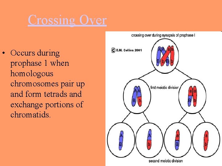 Crossing Over • Occurs during prophase 1 when homologous chromosomes pair up and form