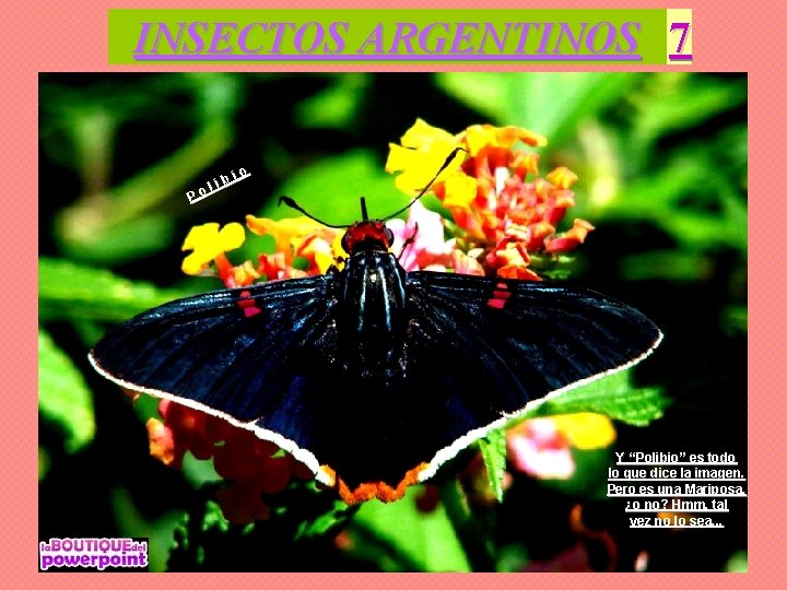 INSECTOS ARGENTINOS 7 P ib ol io Y “Polibio” es todo lo que dice