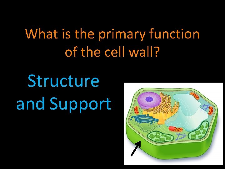 What is the primary function of the cell wall? Structure and Support 