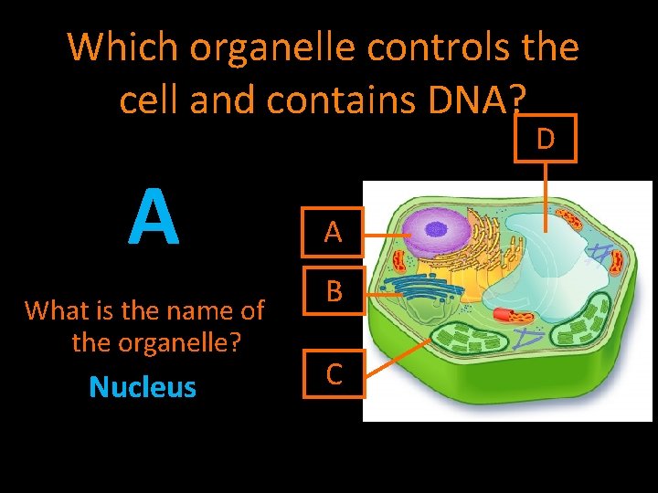 Which organelle controls the cell and contains DNA? D A What is the name