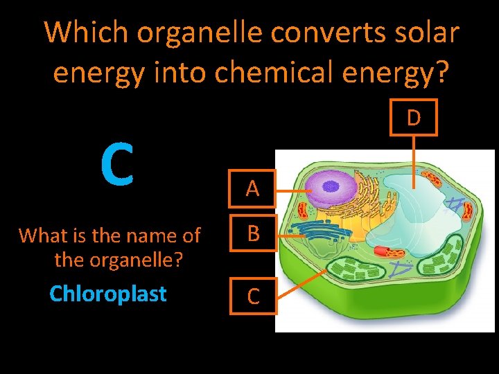 Which organelle converts solar energy into chemical energy? C D A What is the