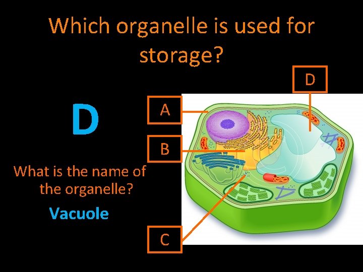 Which organelle is used for storage? D D A B What is the name