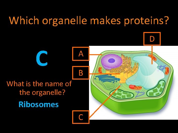 Which organelle makes proteins? C D A B What is the name of the