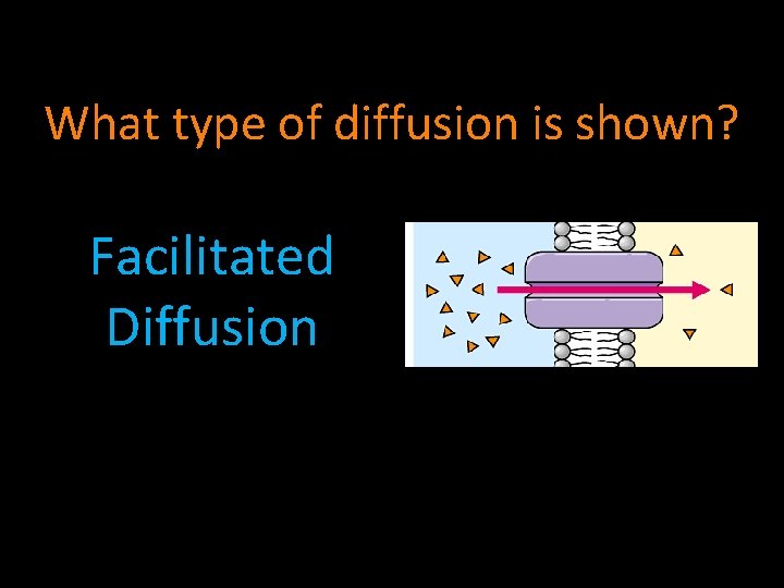 What type of diffusion is shown? Facilitated Diffusion 