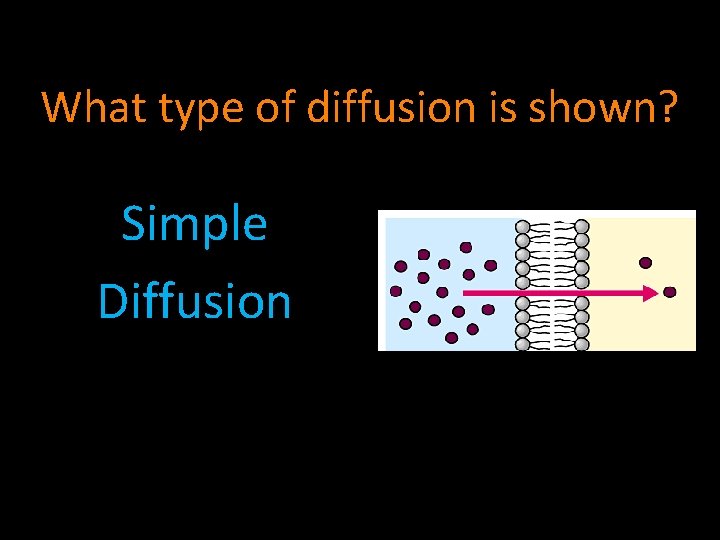 What type of diffusion is shown? Simple Diffusion 