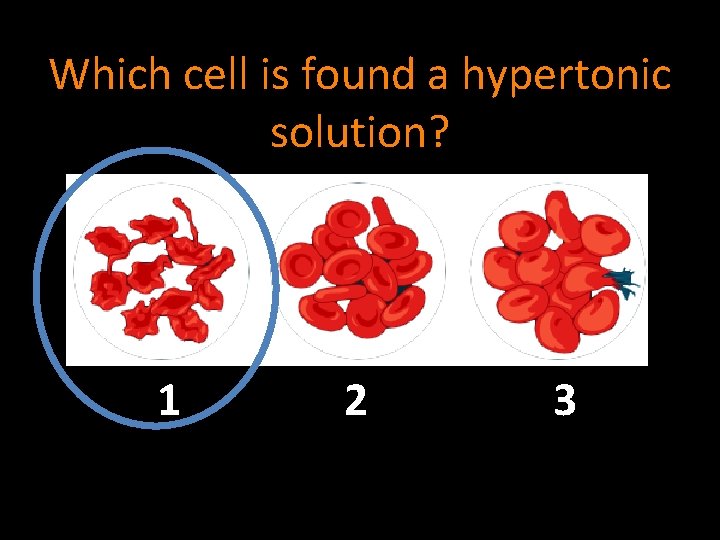 Which cell is found a hypertonic solution? 1 2 3 