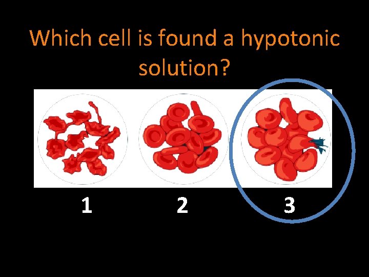 Which cell is found a hypotonic solution? 1 2 3 