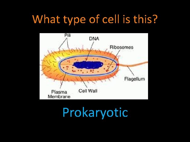 What type of cell is this? Prokaryotic 