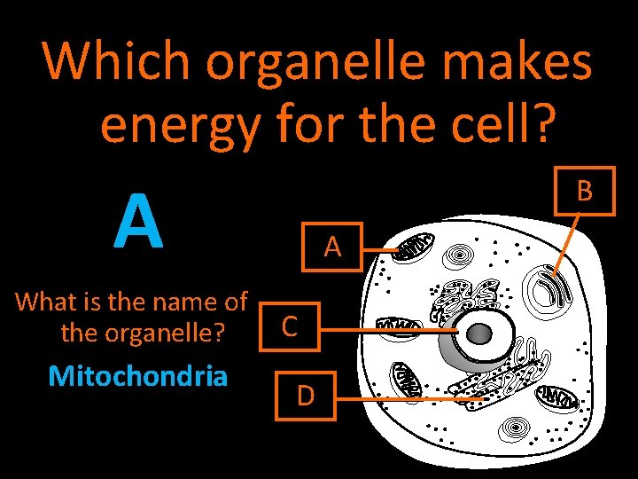 Which organelle makes energy for the cell? A What is the name of the