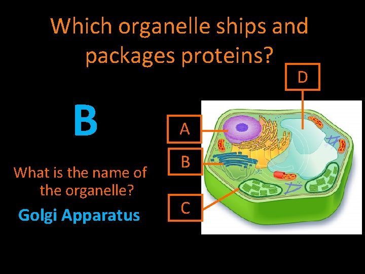 Which organelle ships and packages proteins? D B What is the name of the