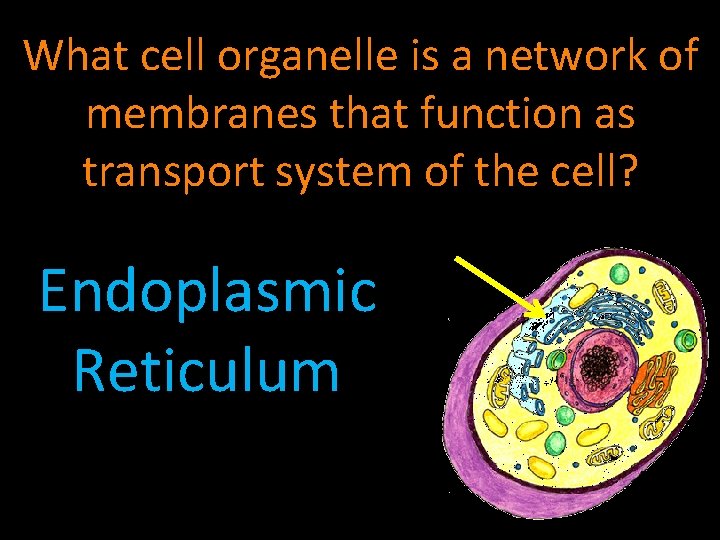 What cell organelle is a network of membranes that function as transport system of