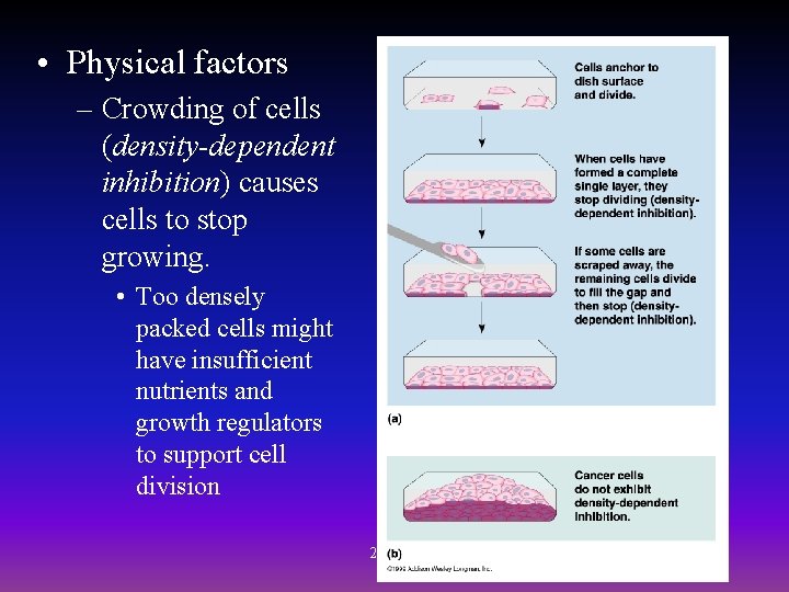  • Physical factors – Crowding of cells (density-dependent inhibition) causes cells to stop