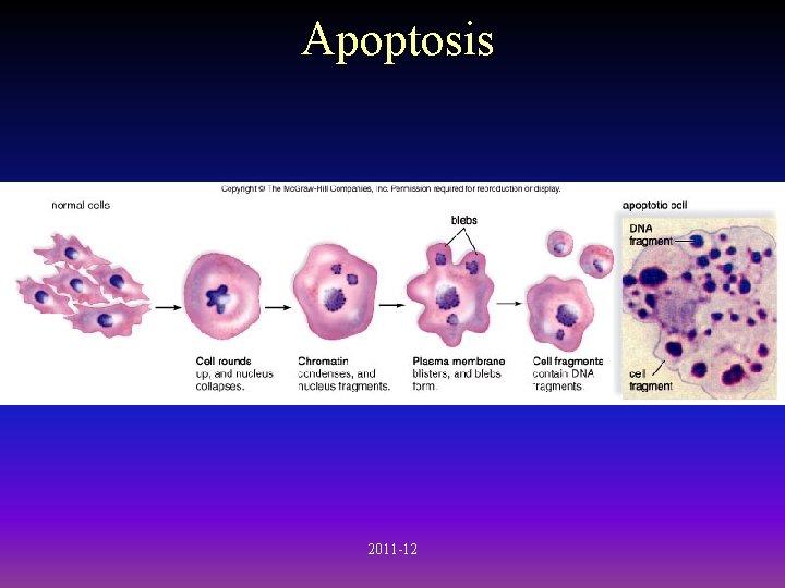Apoptosis 2011 -12 