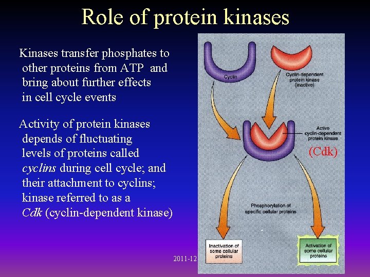 Role of protein kinases Kinases transfer phosphates to other proteins from ATP and bring