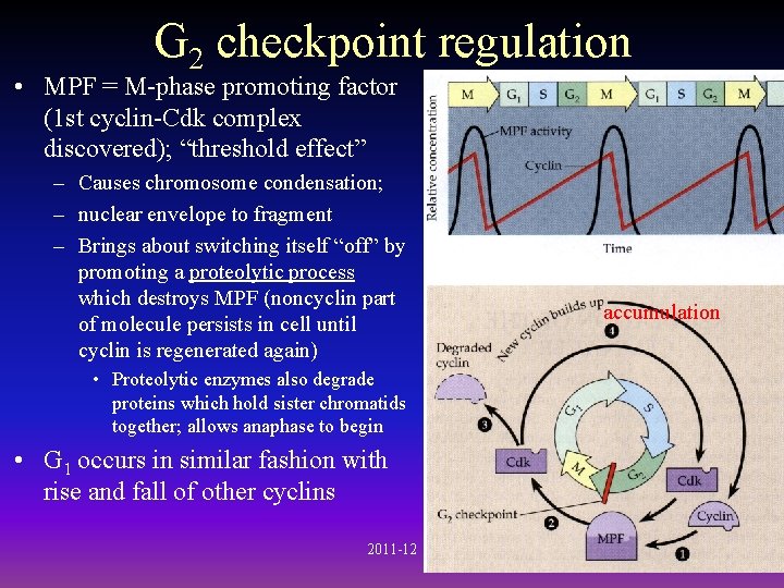G 2 checkpoint regulation • MPF = M-phase promoting factor (1 st cyclin-Cdk complex