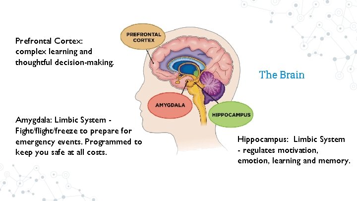 Prefrontal Cortex: complex learning and thoughtful decision-making. The Brain Amygdala: Limbic System Fight/flight/freeze to