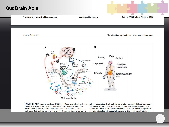 Gut Brain Axis 14 