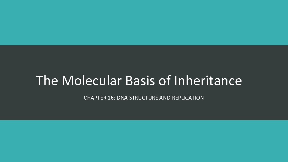 The Molecular Basis of Inheritance CHAPTER 16: DNA STRUCTURE AND REPLICATION 