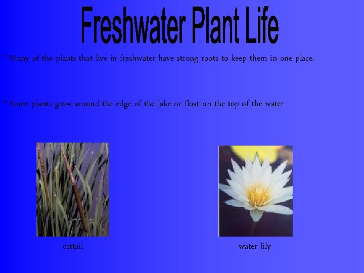 * Many of the plants that live in freshwater have strong roots to keep