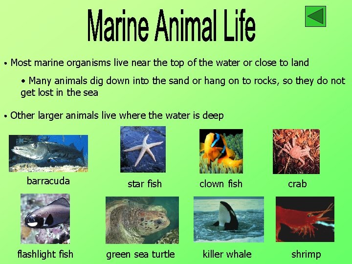  • Most marine organisms live near the top of the water or close