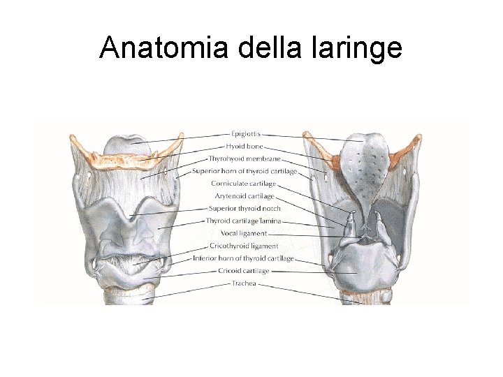 Anatomia della laringe 