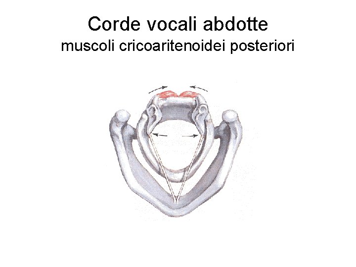 Corde vocali abdotte muscoli cricoaritenoidei posteriori 