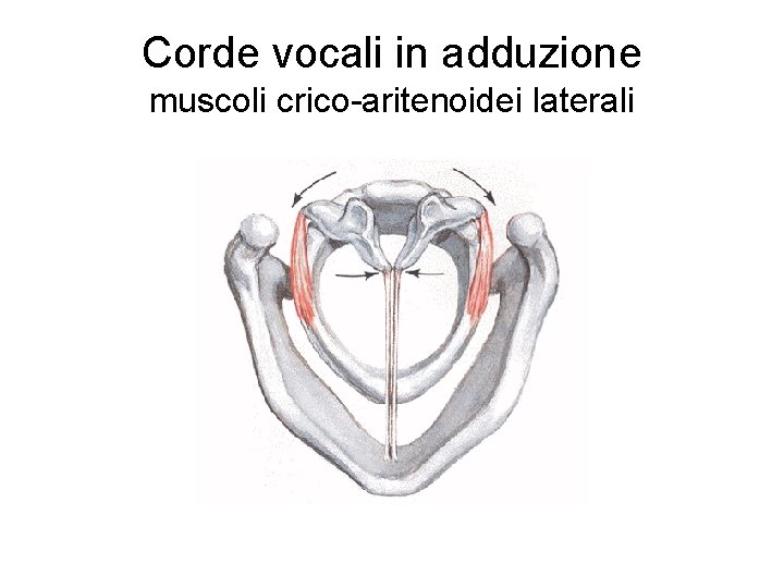 Corde vocali in adduzione muscoli crico-aritenoidei laterali 