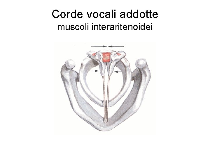 Corde vocali addotte muscoli interaritenoidei 