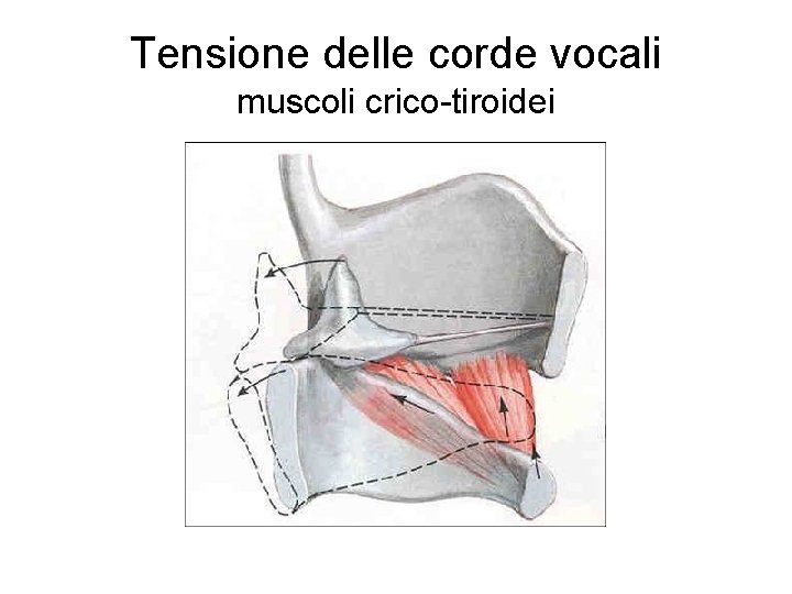 Tensione delle corde vocali muscoli crico-tiroidei 