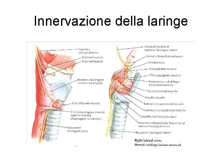 Innervazione della laringe 