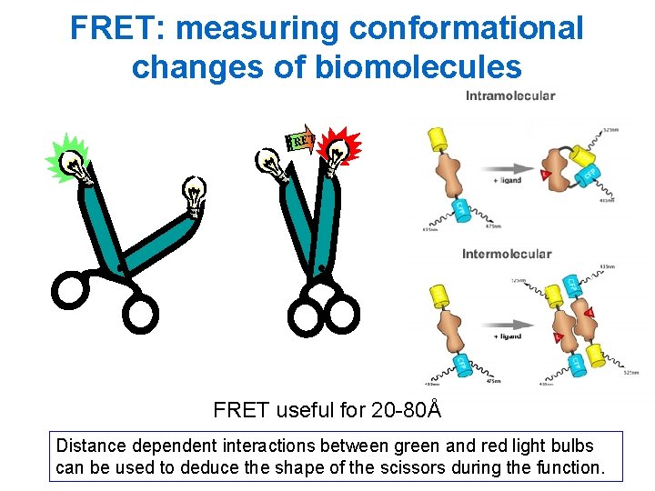 FRET: measuring conformational changes of biomolecules FRET useful for 20 -80Å Distance dependent interactions