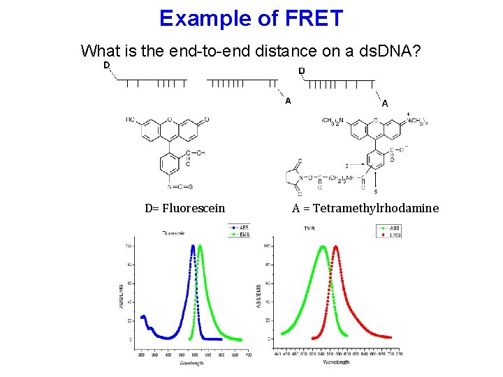 Example of FRET What is the end-to-end distance on a ds. DNA? D= Fluorescein