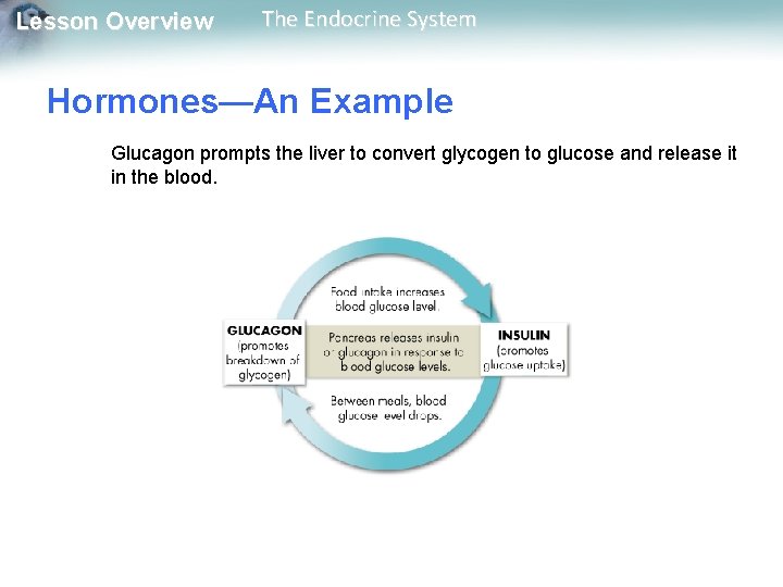 Lesson Overview The Endocrine System Hormones—An Example Glucagon prompts the liver to convert glycogen