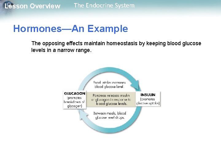 Lesson Overview The Endocrine System Hormones—An Example The opposing effects maintain homeostasis by keeping