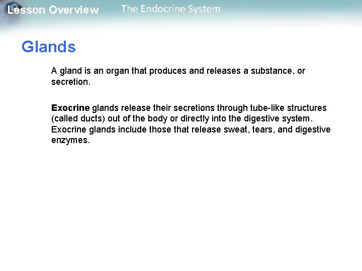 Lesson Overview The Endocrine System Glands A gland is an organ that produces and