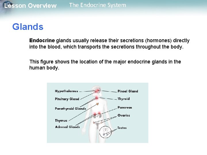 Lesson Overview The Endocrine System Glands Endocrine glands usually release their secretions (hormones) directly