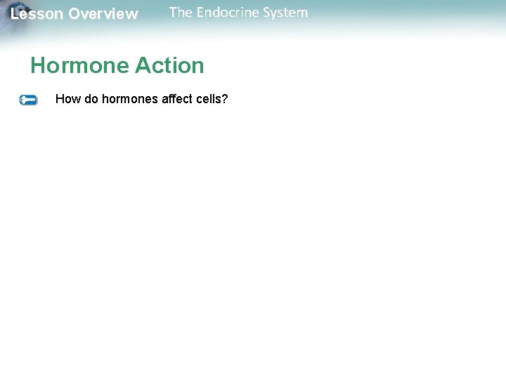 Lesson Overview The Endocrine System Hormone Action How do hormones affect cells? 