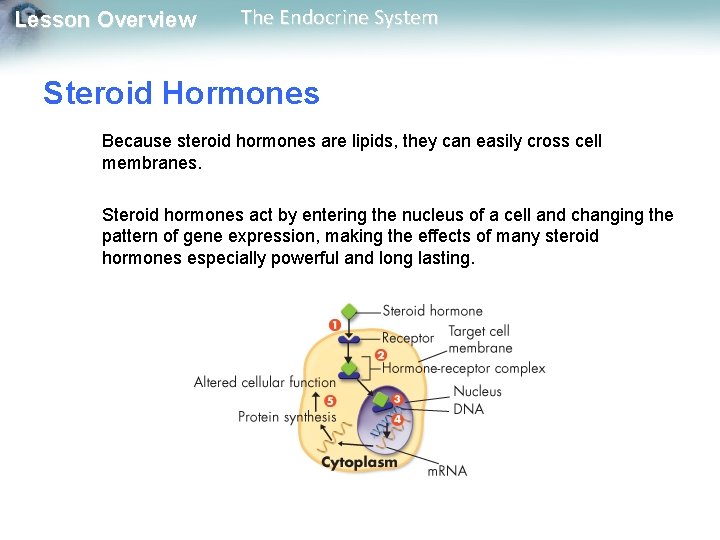 Lesson Overview The Endocrine System Steroid Hormones Because steroid hormones are lipids, they can