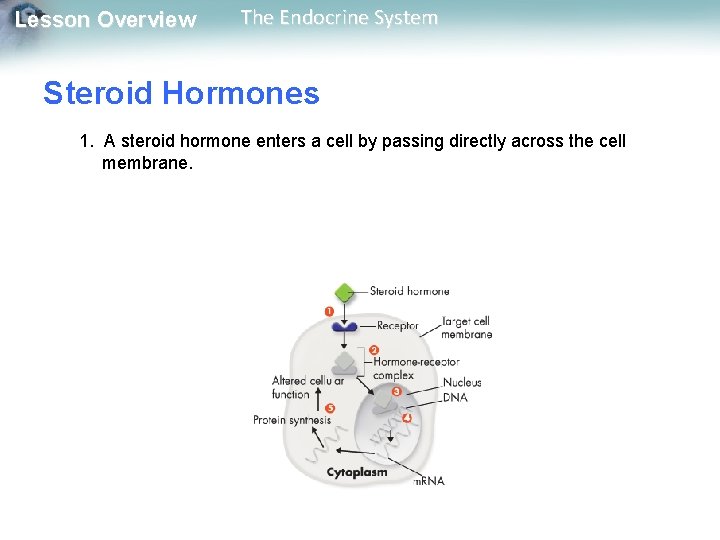 Lesson Overview The Endocrine System Steroid Hormones 1. A steroid hormone enters a cell