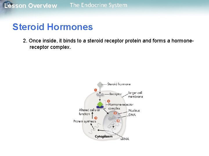 Lesson Overview The Endocrine System Steroid Hormones 2. Once inside, it binds to a