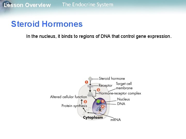 Lesson Overview The Endocrine System Steroid Hormones In the nucleus, it binds to regions