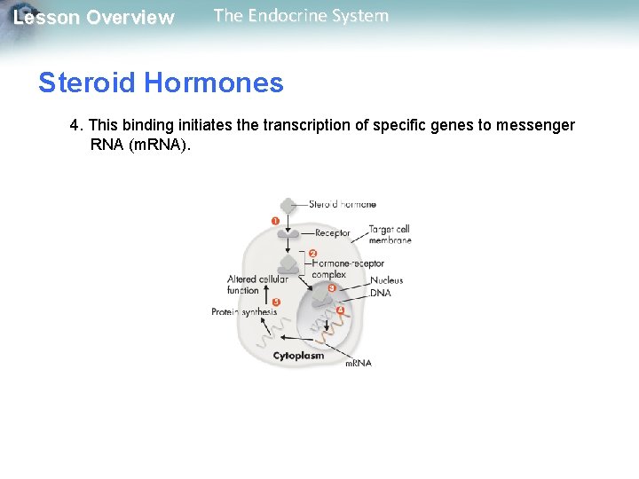 Lesson Overview The Endocrine System Steroid Hormones 4. This binding initiates the transcription of