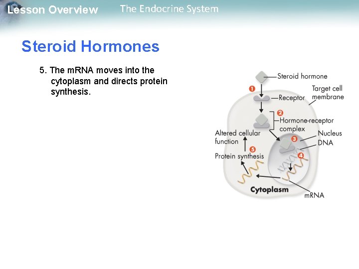 Lesson Overview The Endocrine System Steroid Hormones 5. The m. RNA moves into the