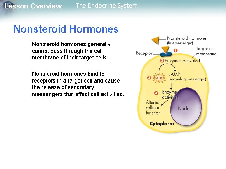 Lesson Overview The Endocrine System Nonsteroid Hormones Nonsteroid hormones generally cannot pass through the