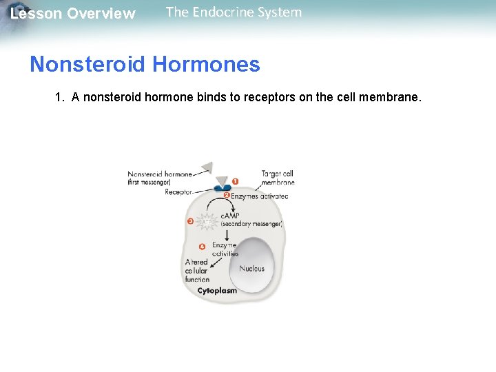 Lesson Overview The Endocrine System Nonsteroid Hormones 1. A nonsteroid hormone binds to receptors