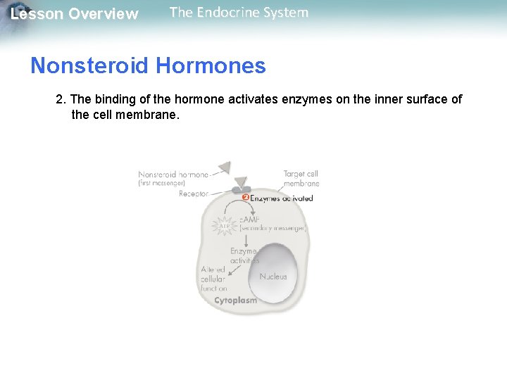 Lesson Overview The Endocrine System Nonsteroid Hormones 2. The binding of the hormone activates