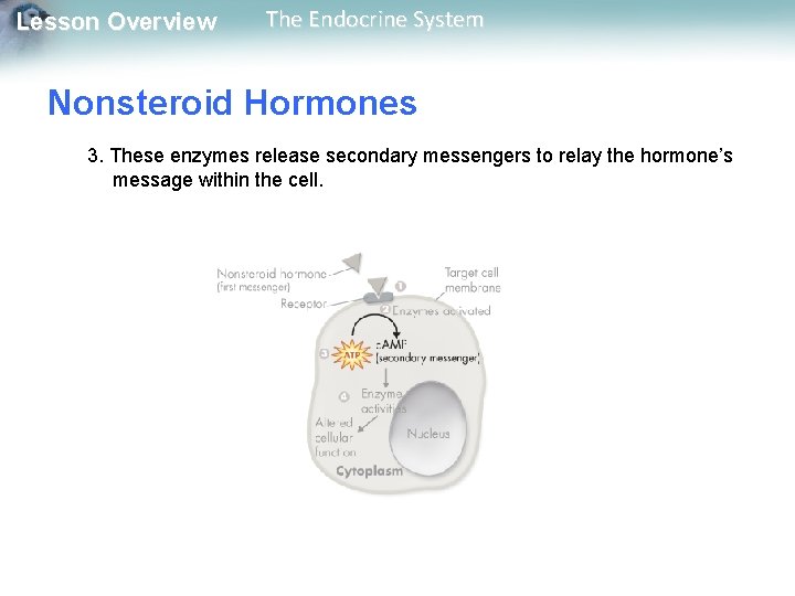 Lesson Overview The Endocrine System Nonsteroid Hormones 3. These enzymes release secondary messengers to