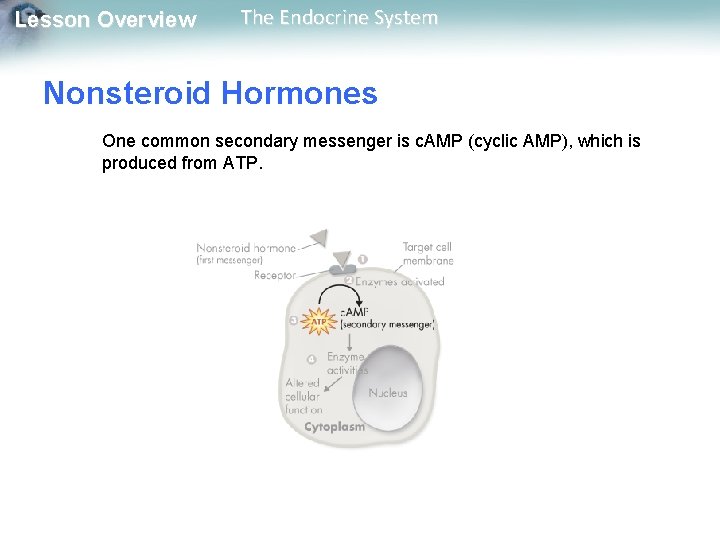 Lesson Overview The Endocrine System Nonsteroid Hormones One common secondary messenger is c. AMP